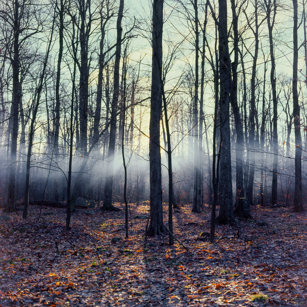 Campfire smoke through the forest