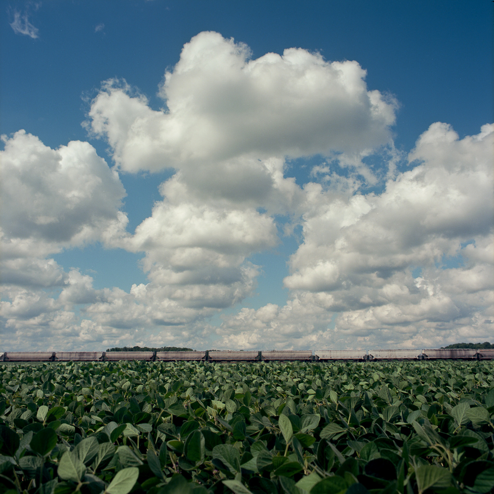 A train cuts through a field of soybeans