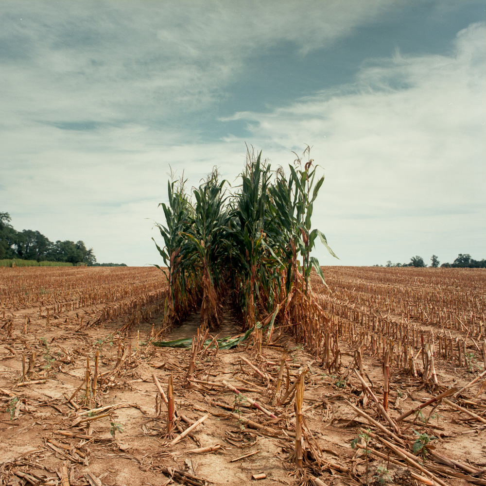 Un-harvested corn used as a hunting blind